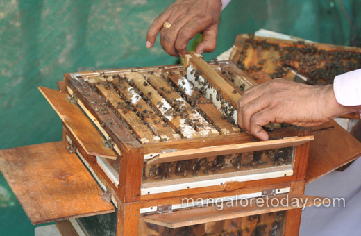cashew and honey mela